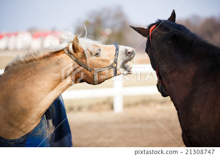 The playful horses 21308747