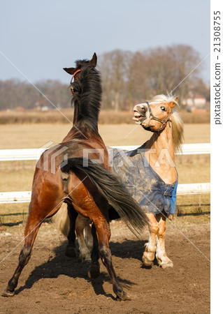 The playful horses 21308755