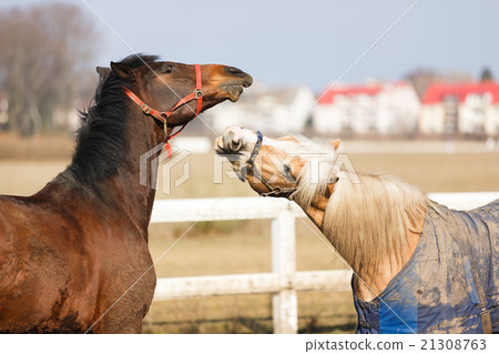 The playful horses 21308763