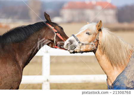 The playful horses 21308768