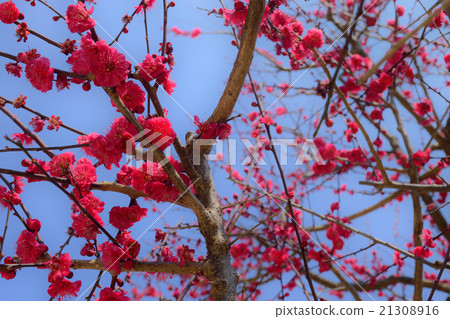 Sakura (red) 2 21308916