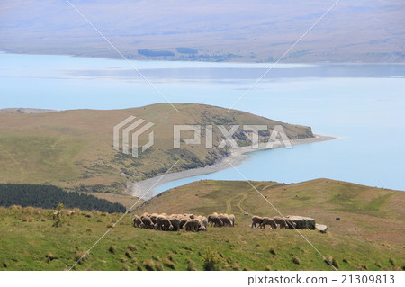 Lake Tekapo and flock of sheep Lake Tekapo and flock of sheep 21309813
