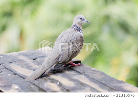 Emerald Spotted Dove Emerald Spotted Dove 21310576