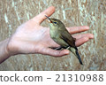 bird, nature, background 21310988