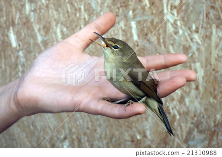 bird, nature, background 21310988