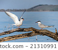 couple river a seagull sits on the spread-out old  21310991