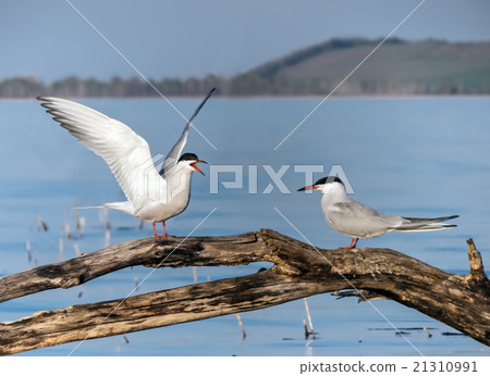 couple river a seagull sits on the spread-out old  21310991