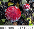 two brightly red poisonous mushrooms of a fly agar 21310993