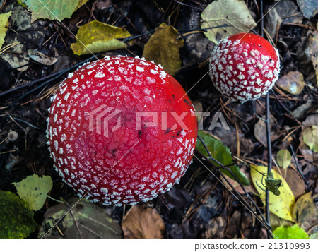 two brightly red poisonous mushrooms of a fly agar 21310993