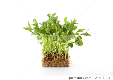 Position of bean seedlings 21311004
