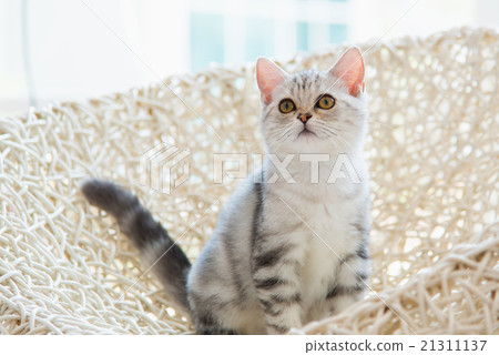 Cute american shorthair cat 21311137