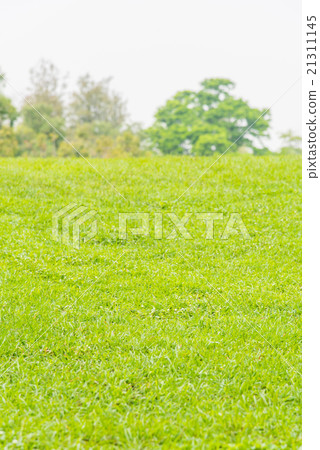 Green grass 21311145