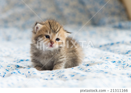 Lonely kitten 21311166