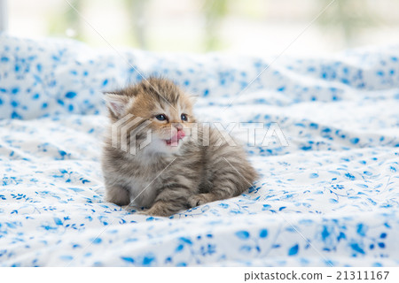 Cute kitten Cute kitten 21311167