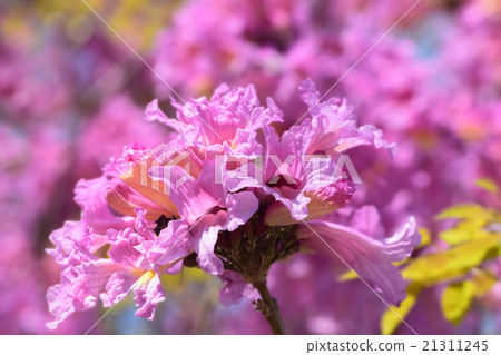 Pink Trumpet Tree Spring Hilarious Bloom Pink Trumpet Tree Spring Hilarious Bloom 21311245