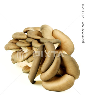 Raw Oyster Mushrooms Raw Oyster Mushrooms 21311291