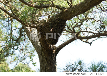 Bee ball Bee ball 21311478