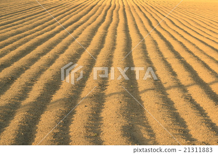 水平的金色長事場 21311883