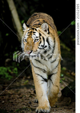 Tiger Tiger 21312305