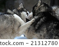 Alaskan malamute playing 21312780