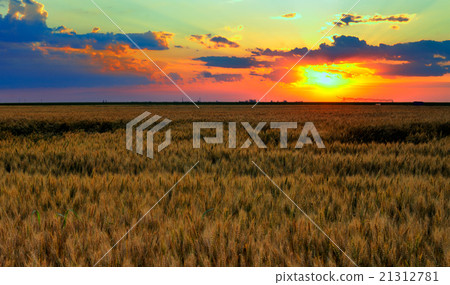 Landscape, sunny dawn in a field 21312781