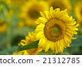 portrait of a sunflower in the field 21312785