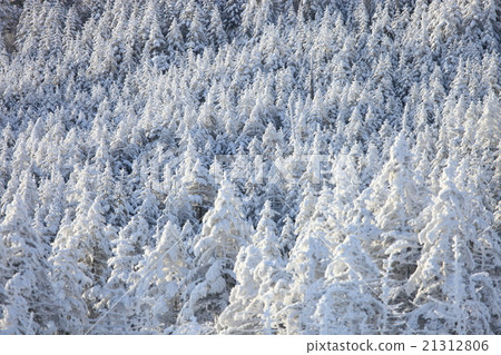 雪山森林 雪山森林 21312806