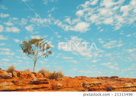 國王峽谷桉樹 21313496