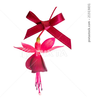 fuchsia flower with red bow isolated on white 21313831