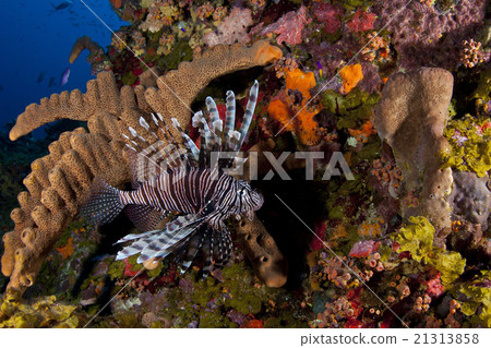 Lionfish reef Lionfish reef 21313858
