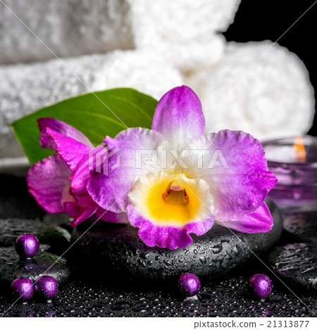 beautiful spa background of orchid dendrobium 21313877