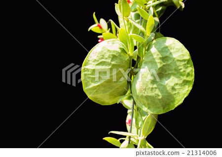 Dischidia Pectenoides ivy Dischidia Pectenoides ivy 21314006