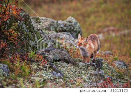 Red fox in taiga Red fox in taiga 21315173