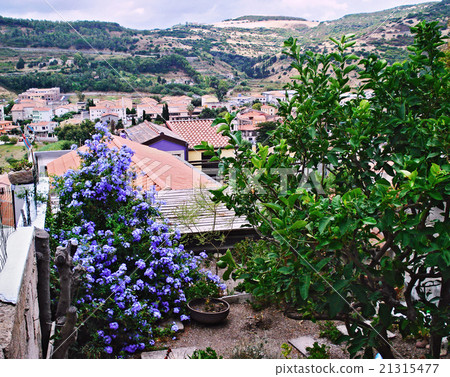 flowers and roofs flowers and roofs 21315477