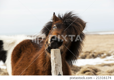 Brown Icelandic horse scratches on the fence 21316174