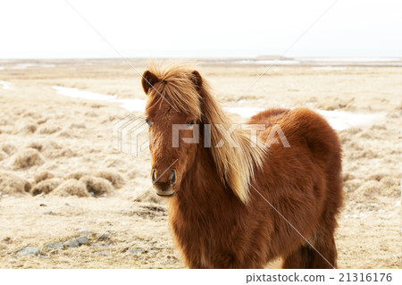 Portrait of a brown Icelandic pony 21316176