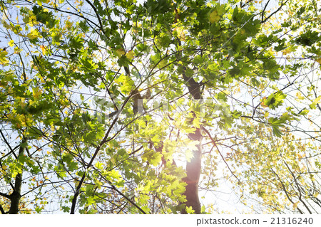 Autumnal forest Autumnal forest 21316240