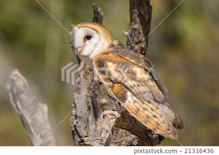 Barn Owl 21316436