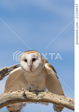 Barn Owl 21316437