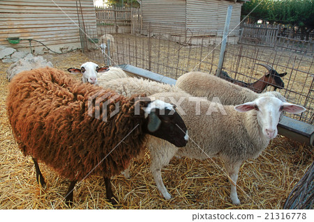 Group of sheep in farm. 21316778