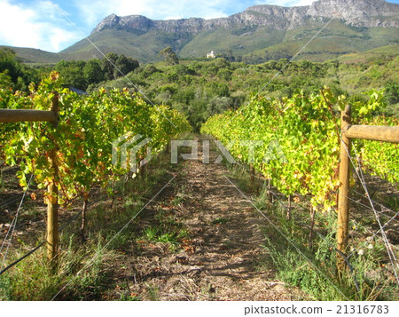 Winery in Stellenbosch, Republic of South Africa 21316783