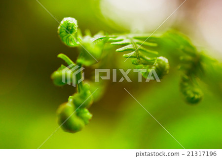 Young shoot of the forest fern Young shoot of the forest fern 21317196