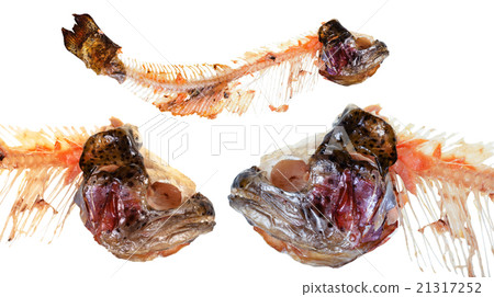 heads and picked spine of trout fishes isolated heads and picked spine of trout fishes isolated 21317252