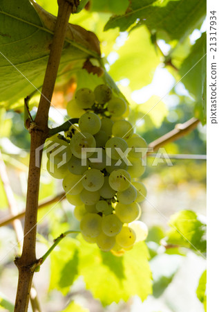 Chardonnay 21317934