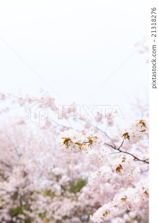 A light cherry tree A light cherry tree 21318276