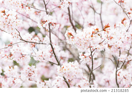 櫻花盛開 櫻花盛開 21318285