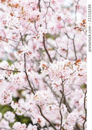 櫻花盛開 櫻花盛開 21318286