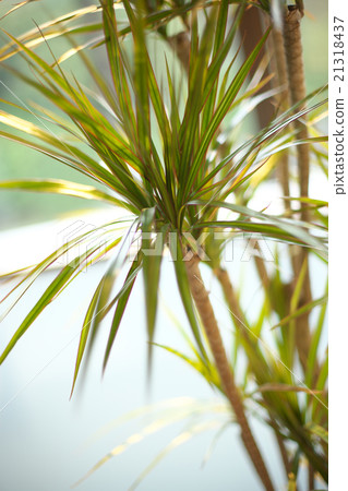 Residential interior Residential interior 21318437