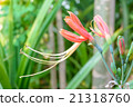 Flower and carpel 21318760