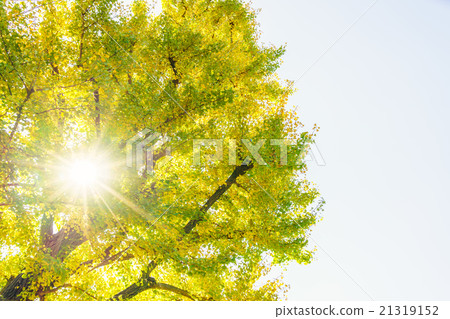 Beautiful Colorful Autumn Leaves 21319152